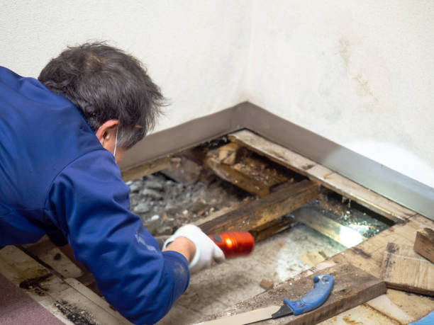 Best Black Mold Removal  in Plainfield, IL