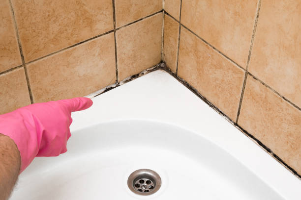 Best Commercial Mold Removal  in Plainfield, IL